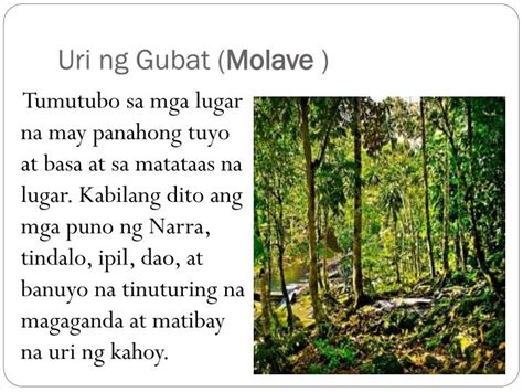 kinantot sa gubat|Sa Gubat Dinonselya Ang Masikip na Kweba ni Maria (Iyot sa Pwit).